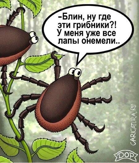 Более 500 петербуржцев за неделю обратились к врачам после укусов клещей. Всего в Петер...