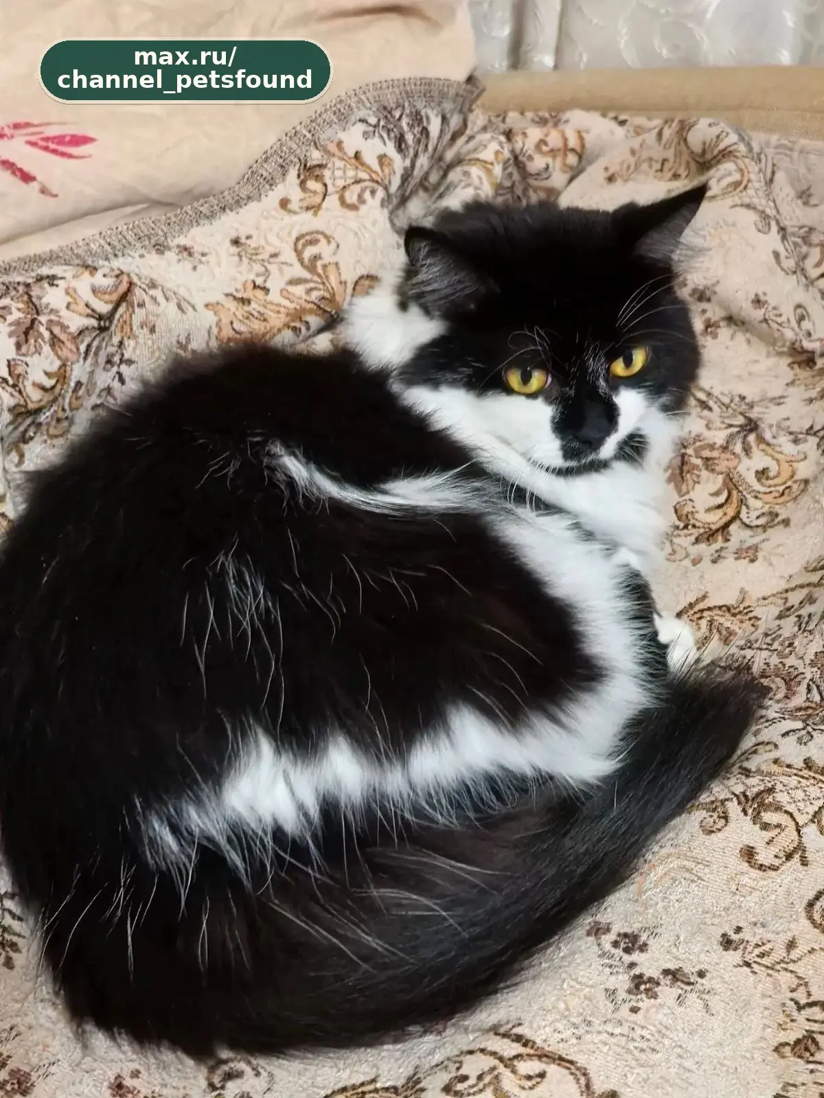 🐾 Пропал питомец — Санкт-Петербург