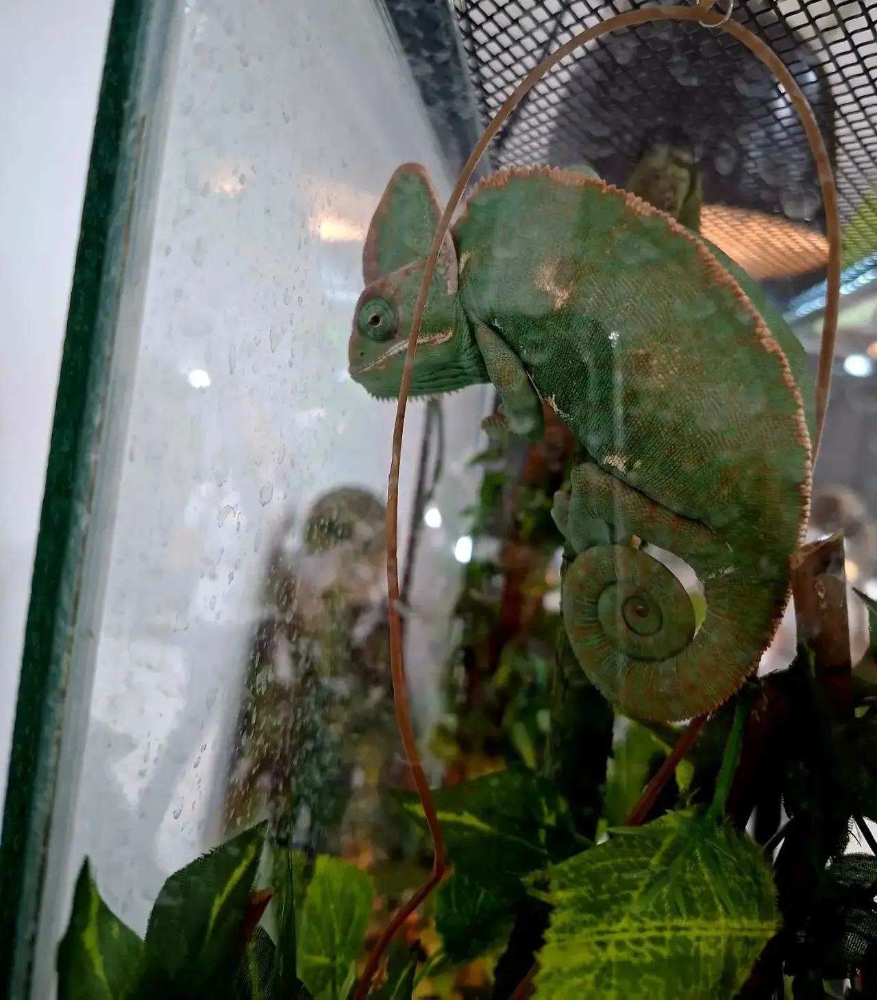 🐊 Трогательные рептилии🦎   Сегодня ребята 4Г класса познакомились с удивительными обитателями террар
