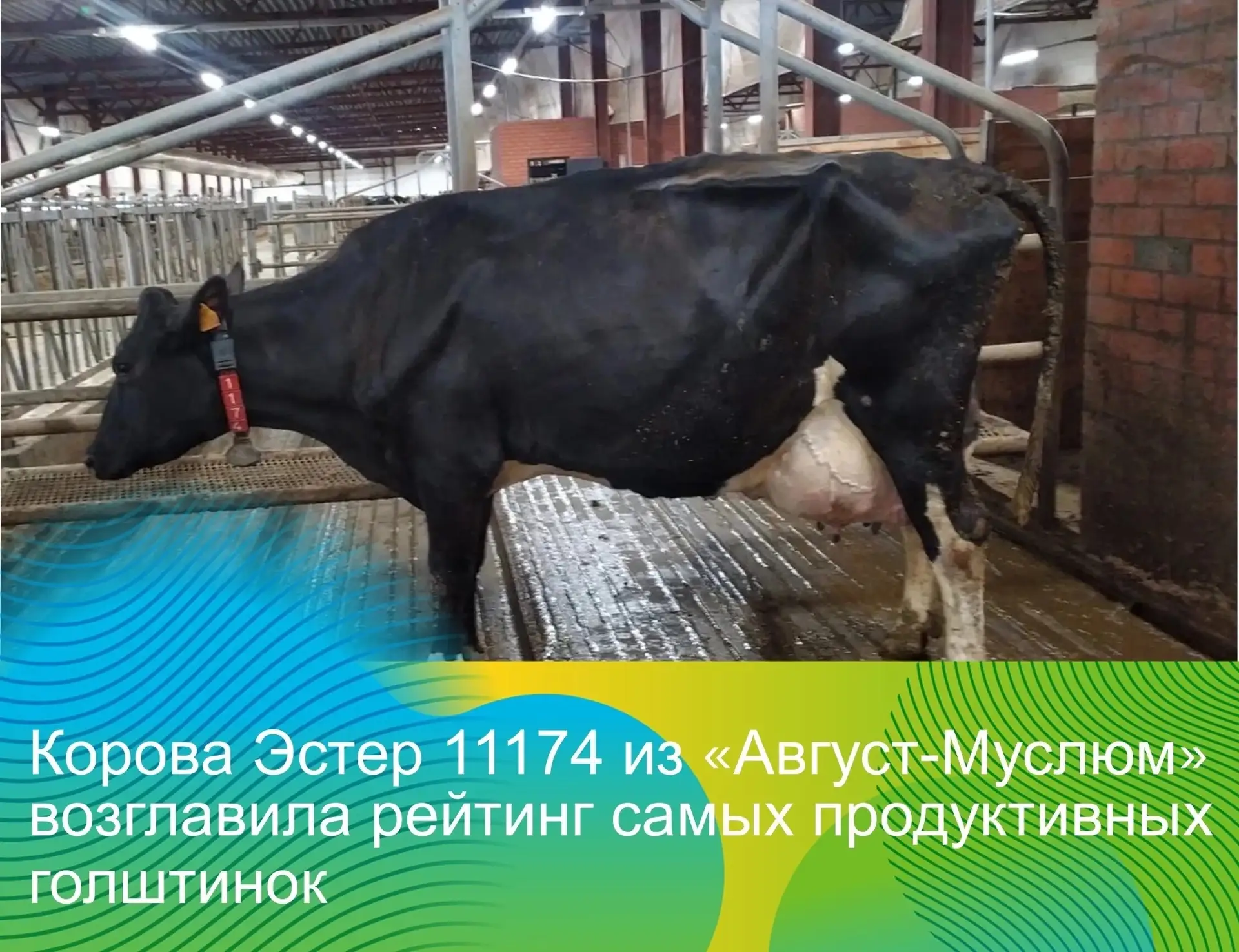 Корова Эстер из «Август-Муслюм» признана самой высокопродуктивной голштинской коровой Р...