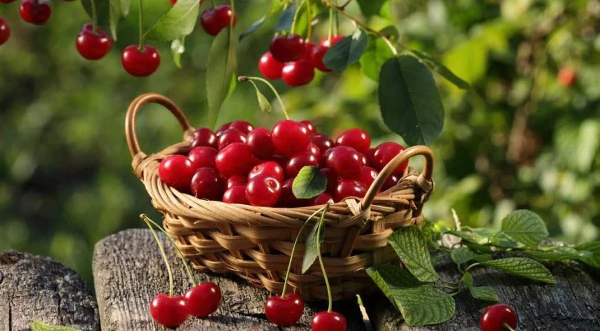 🍒 Подкapмливаем вишню весной