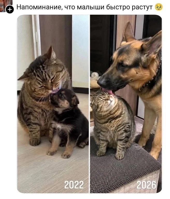 Мемчики