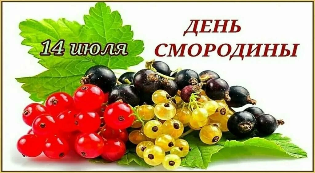 14 июля ежегодно отмечается неофициальный, но очень вкусный праздник – День смородины. К этому време