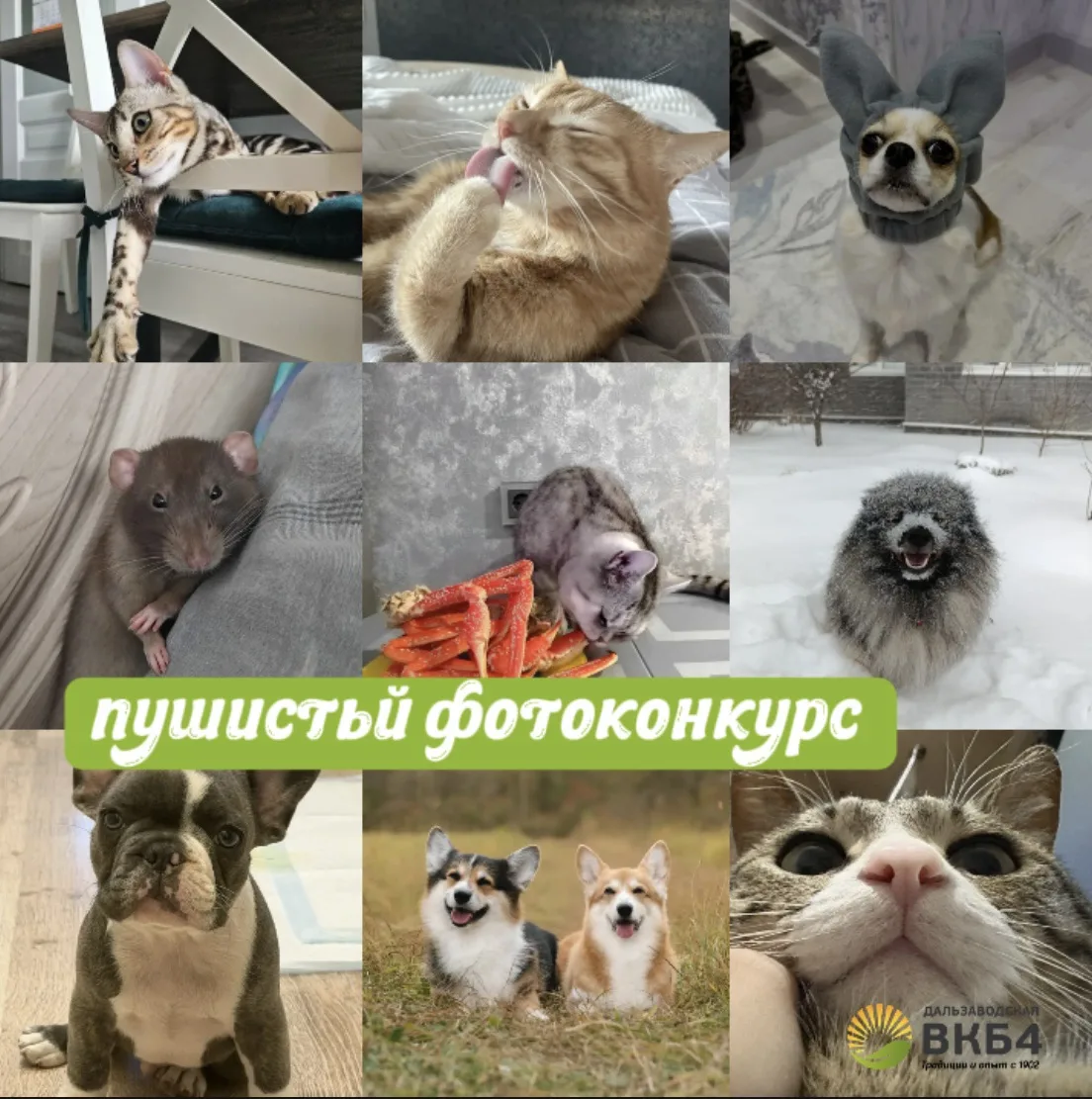 🐶Среди сотрудников больницы №4 проводится «пушистый фотоконкурс». За два дня фото своих домашних лю