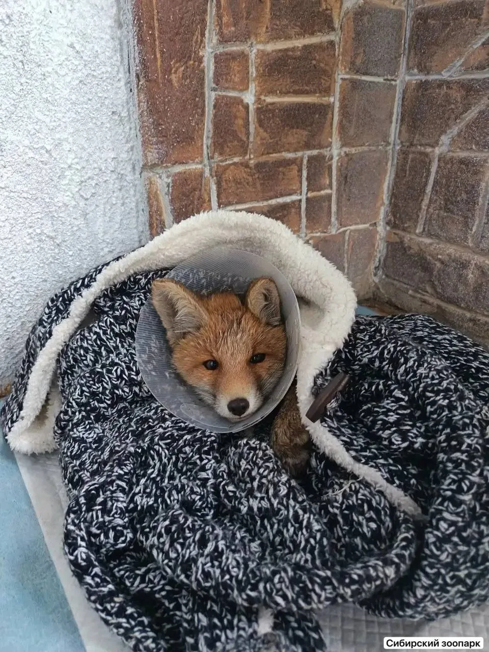 Спасённая лисичка поселилась в Сибирском зоопарке 🦊