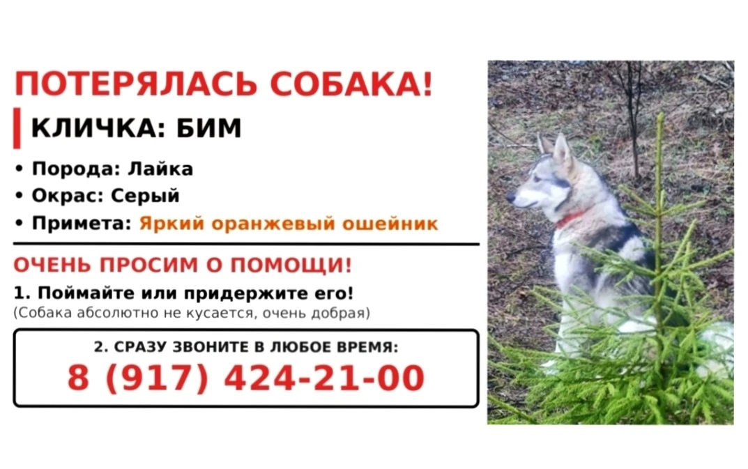 ПОТЕРЯЛАСЬ СОБАКА!