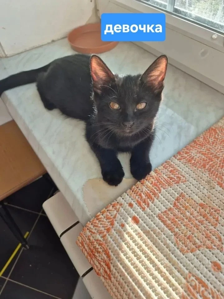 Малыши ищут дом!!!!!🏠Мама бенгалка,папа британец.Котятам 2 месяца,к лотку приучены.+79...
