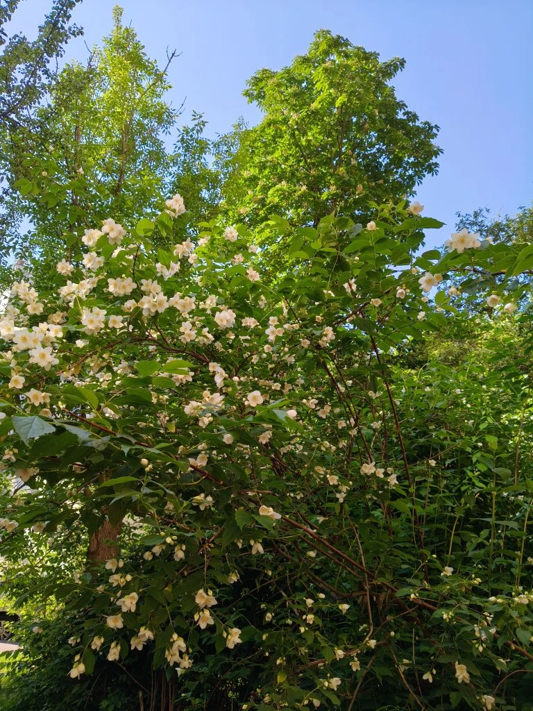 Доброе утро! Цветёт Жасмин 🌸🌸🌸