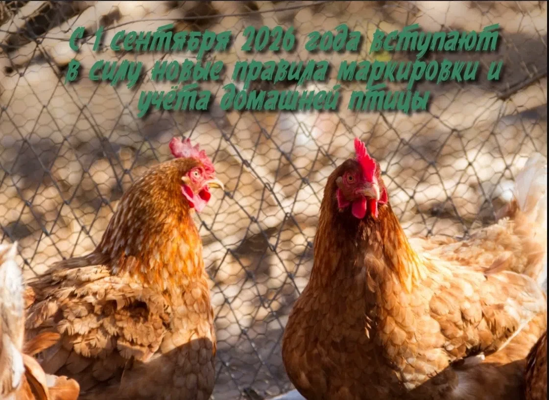 С 1 сентября 2026 года вступают в силу новые правила 👩‍⚖маркировки и учёта домашней пт...