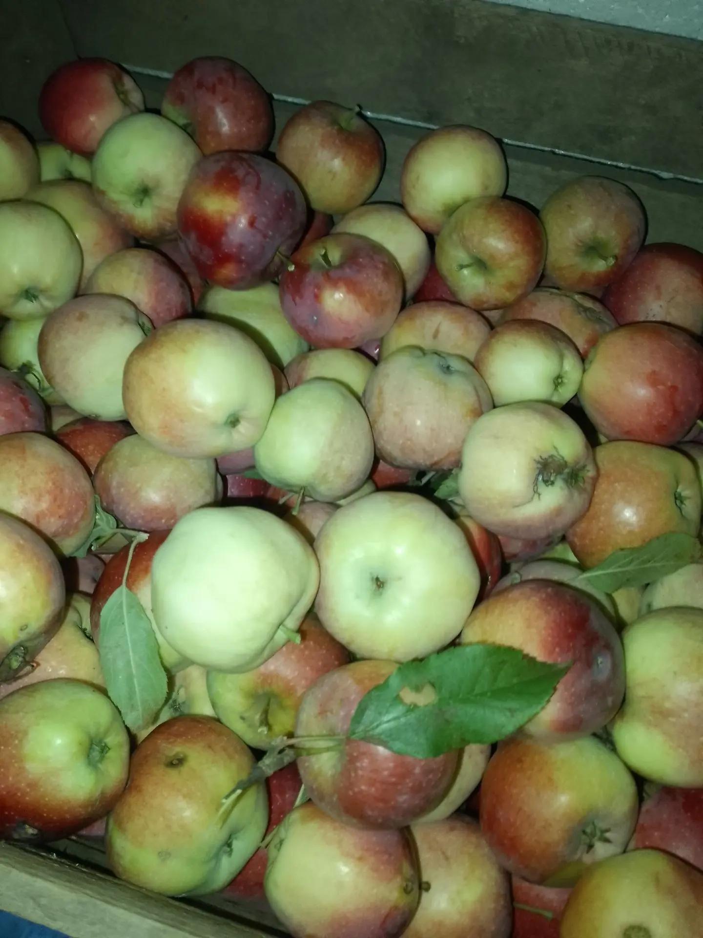 Сегодня яблоки снимаем и укладываем их в ящики. 🍎🍏🍎🍏🍎