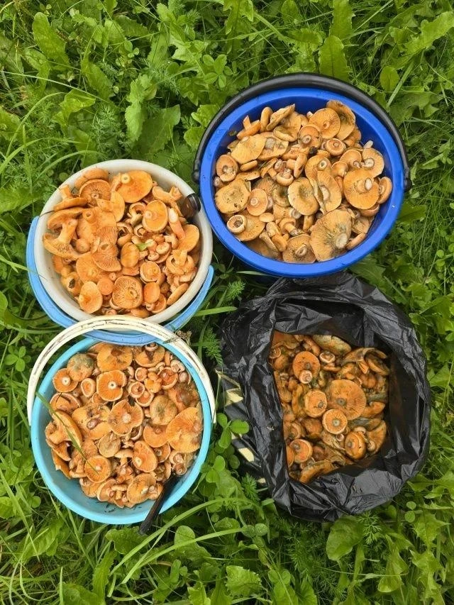 🍄‍🟫 В Прикамье сезон рыжиков в самом разгаре!