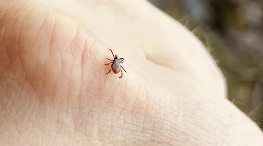 🕷 Второй сезонный пик активности клещей начался в России