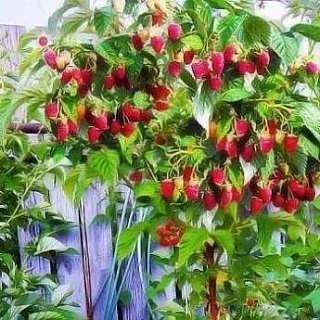 Привезли саженцы штамбовой малины