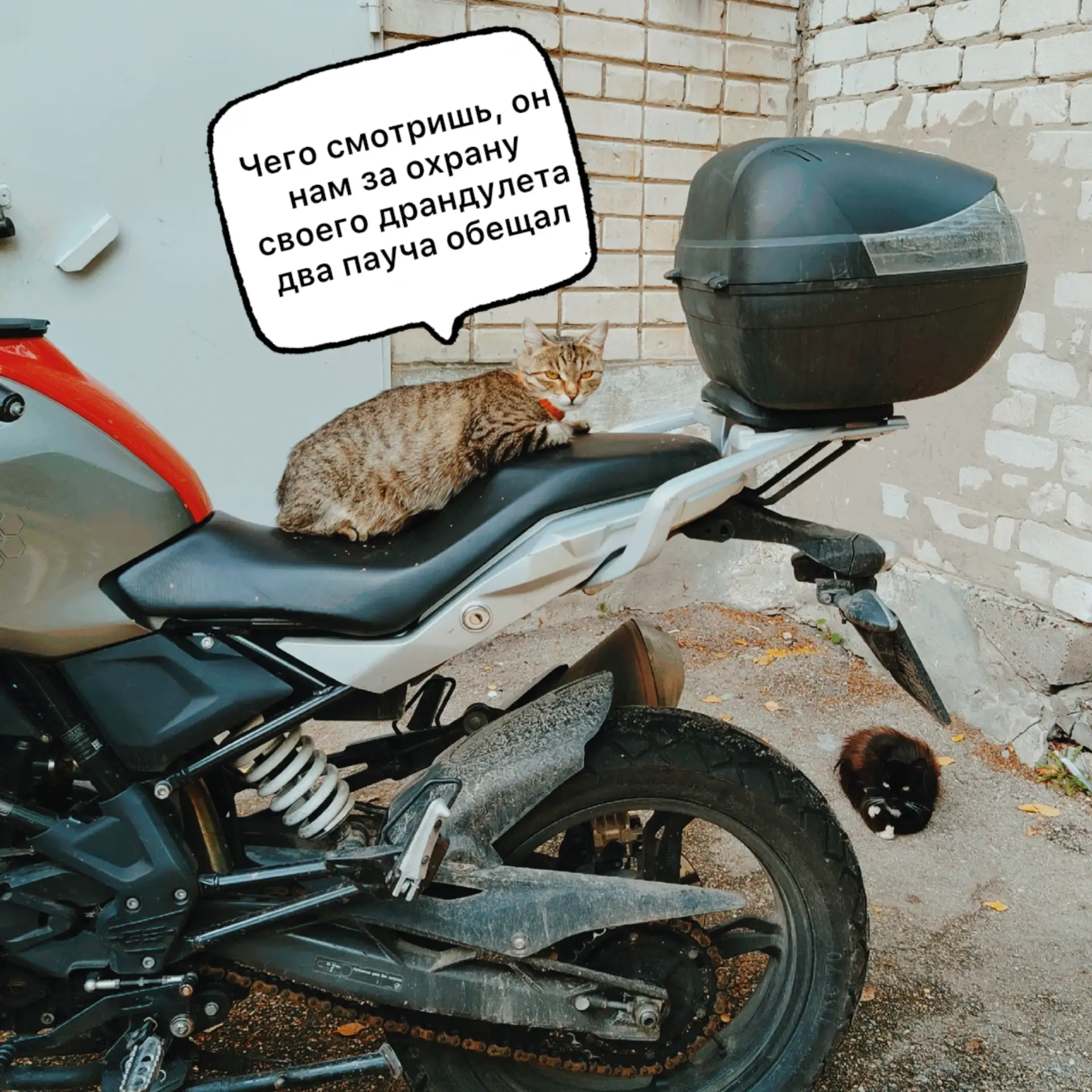 Самая надежная сигнализация😼