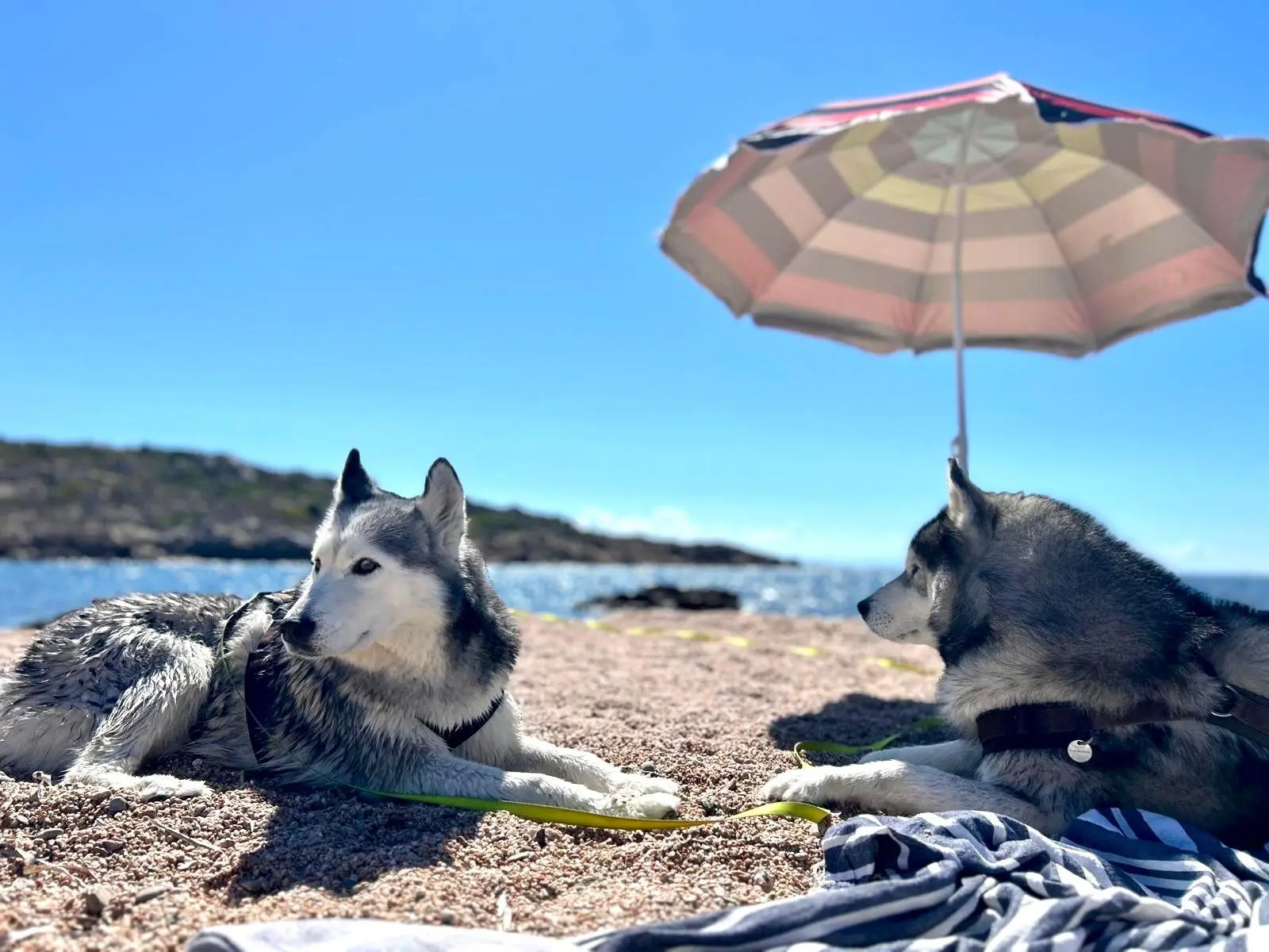 🐾 Привет из дома! 🏡