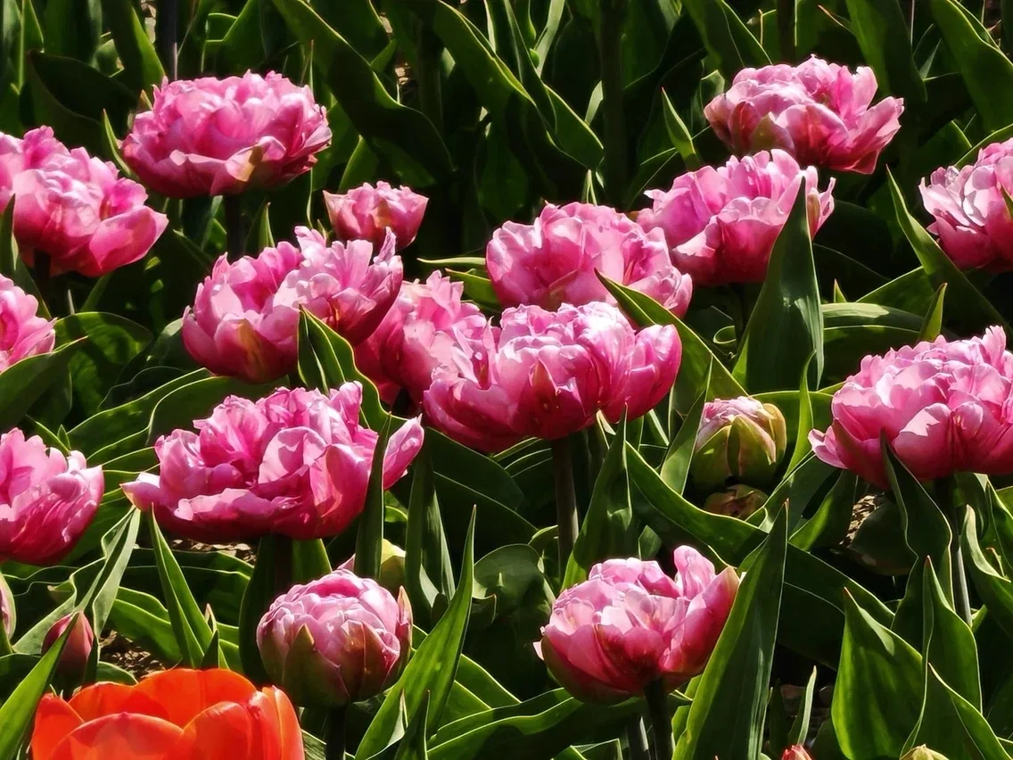 Тюльпаны распустились в Южно-Сахалинске 🌷    С каждым днём погода за окном всё теплее. Поэтому первы
