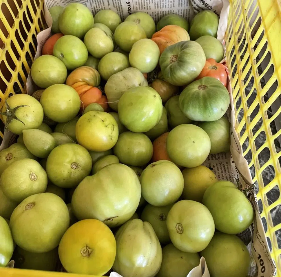 Продам домашние помидоры, цена 250 руб./кг. Самовывоз район ул.Байкальская-Суворова. 89...