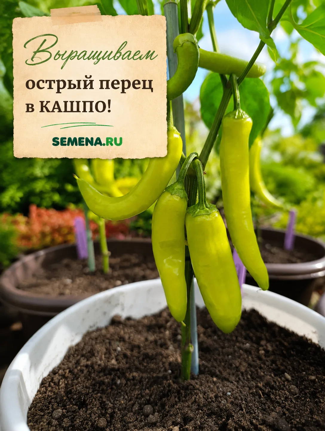 🌶️ Выращивание перца в кашпо — особенно острого — это очень увлекательный эксперимент,...