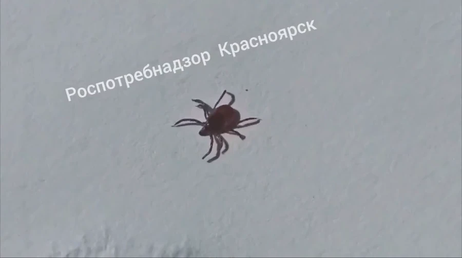 Клещи снижают активность, но за неделю укусили 40 жителей края