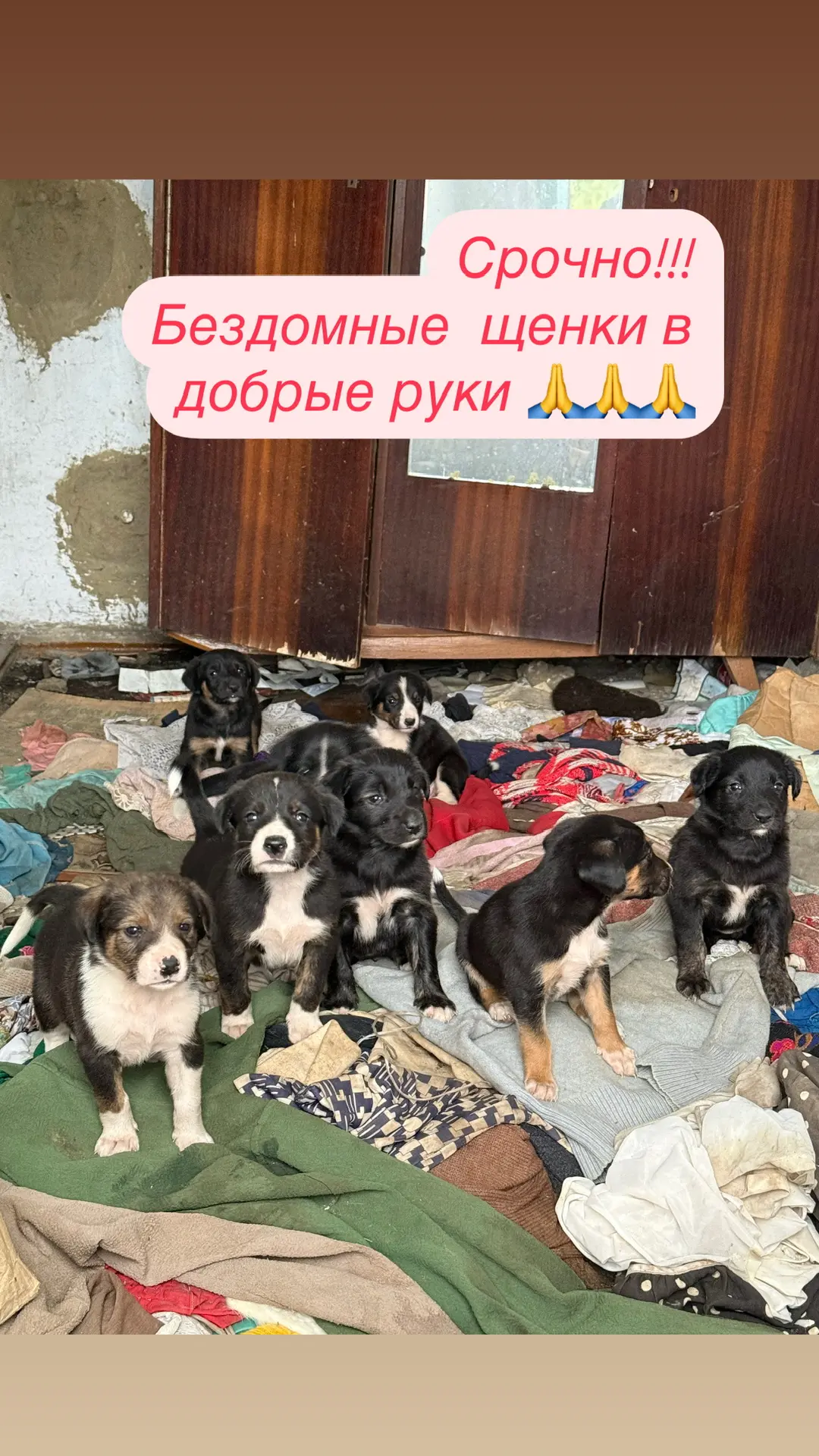 Добрый день , опубликуйте пожалуйста
Срочно ❗❗❗
Бездомным щенкам нужны хозяева
89619703413