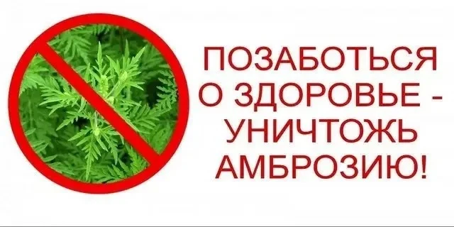 И снова амброзия полыннолистная - один из самых агрессивных карантинных сорняков, котор...