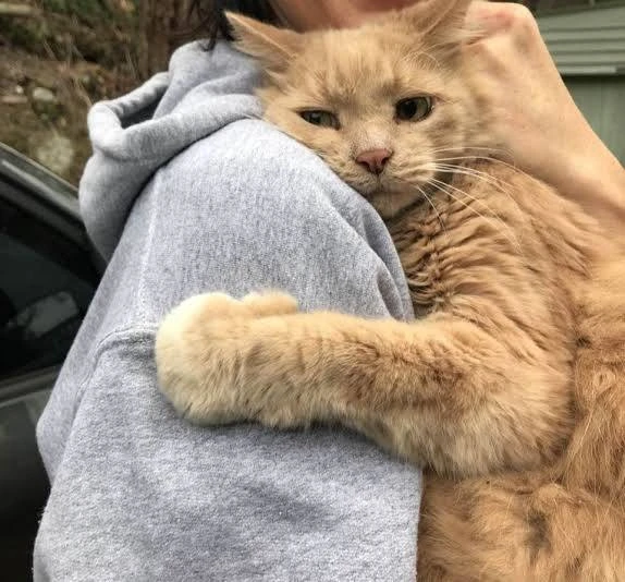 😻 Кошки получили официальный титул главных друзей человека!