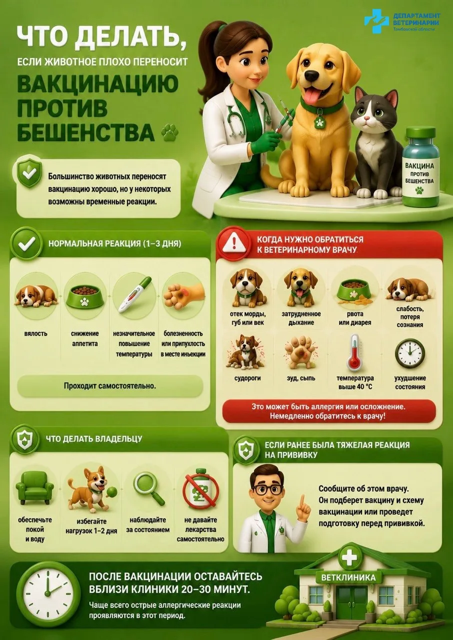 🐾 Вакцинация против бешенства: что делать, если животное плохо переносит прививку?