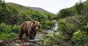 🐻С начала года в Приморье зарегистрировали 100 сообщений о конфликтных ситуациях с мед...