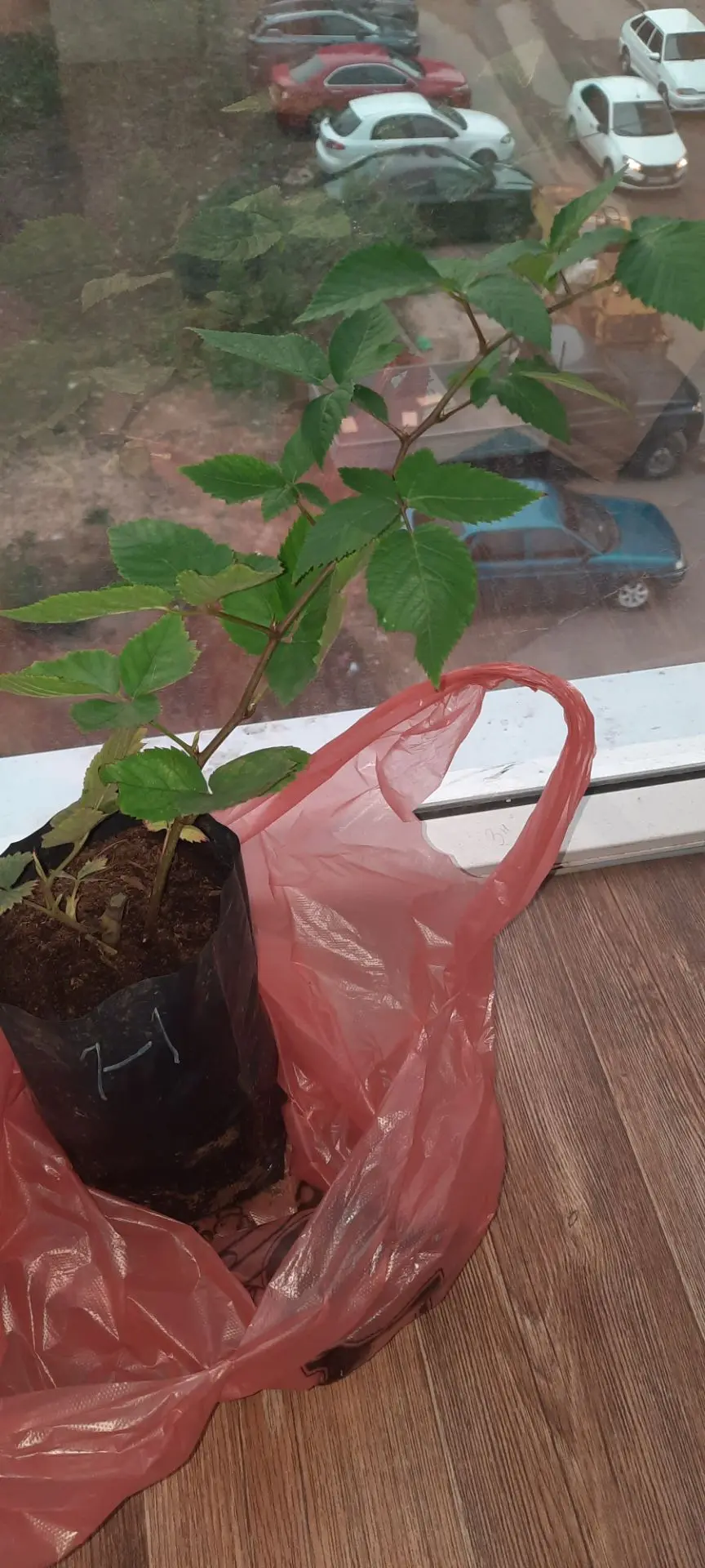А я вчера приобрела саженец ежевики бесшипной сорт Натчез. Будем растить 😊 Если у кого...