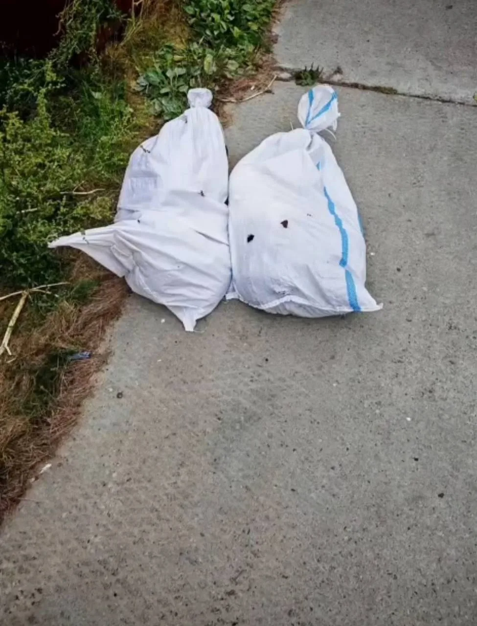 В Губкинском неизвестные подбросили к приюту 13 кошек, запертых в мешках