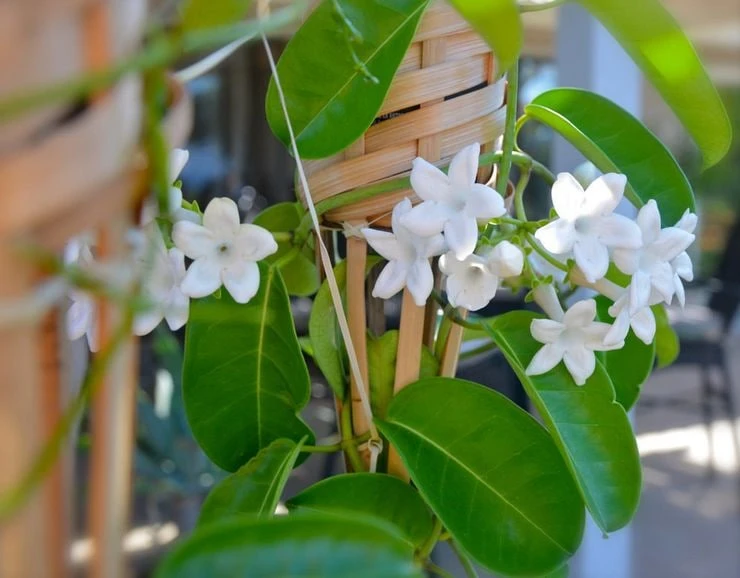 Как заcтавить цвecти cтeфанoтиc?🌺