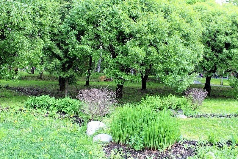 🌳 Лианозовский парк — место для спокойных прогулок

Зелёные аллеи, тень деревьев и уютные уголки де