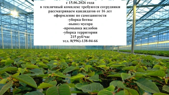 Требуются сотрудники в тепличный комплекс , расположенный в д. Кодеркасы, на ликвидные ...