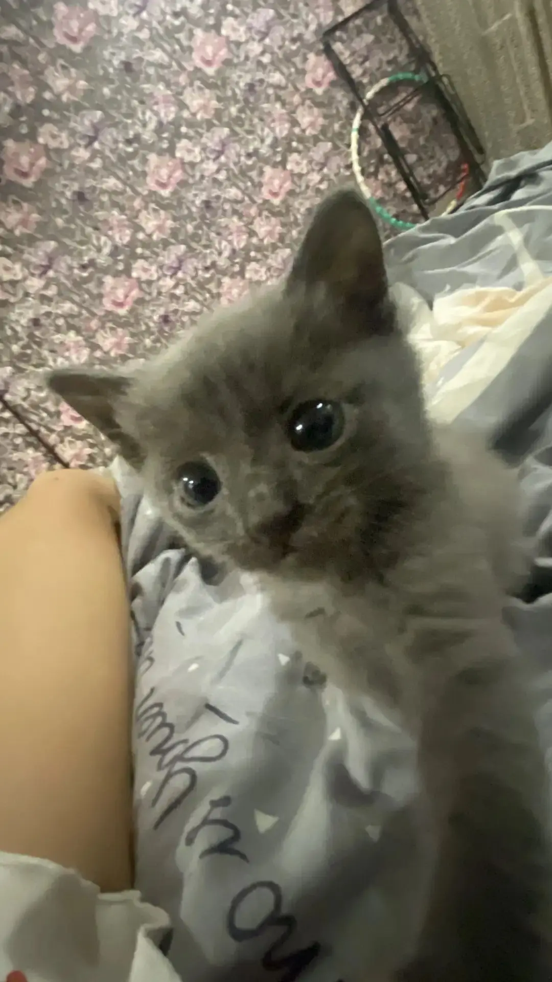 🐾 Котенок Том ищет дом! 🐾