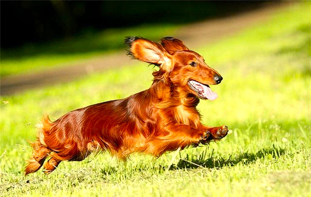 Гнойный отит у собак — это воспаление уха, при котором в слуховом проходе скапливается гной. Это сер