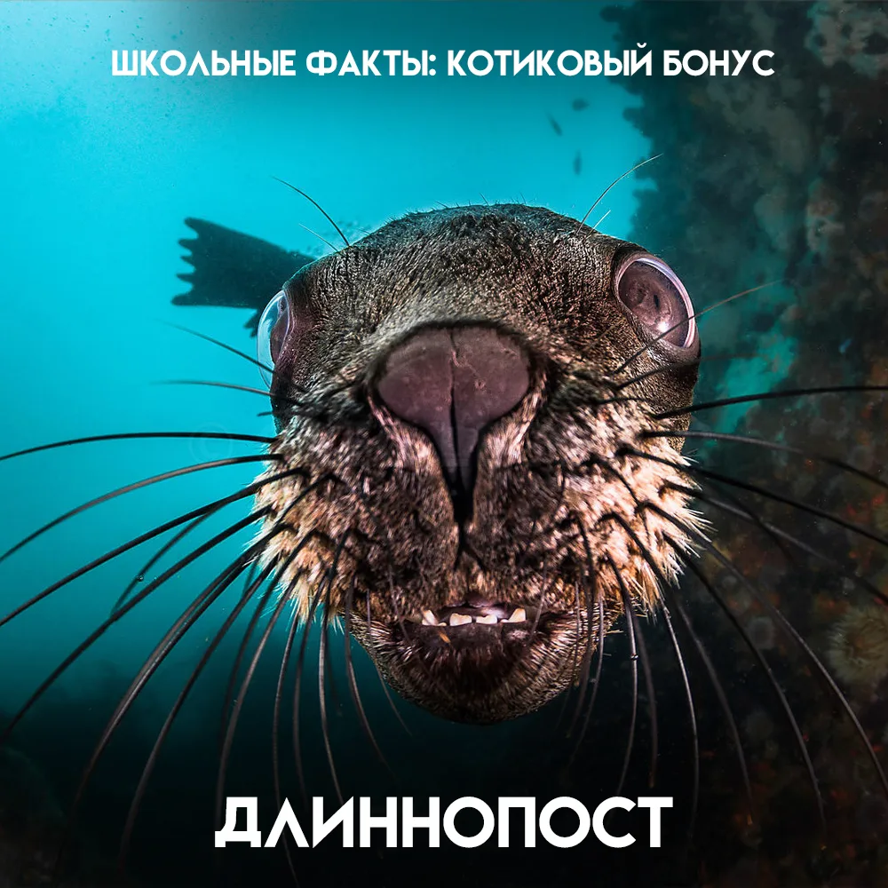 Морской котик — это тюлень, который лает как собака, мычит как корова, а усы у него раб...