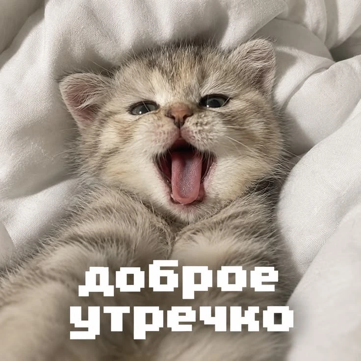Котаны • подписаться