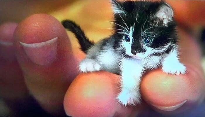 Наиболее крошечным котом из когда-либо живших является гималайский кот по кличке Тинкер...