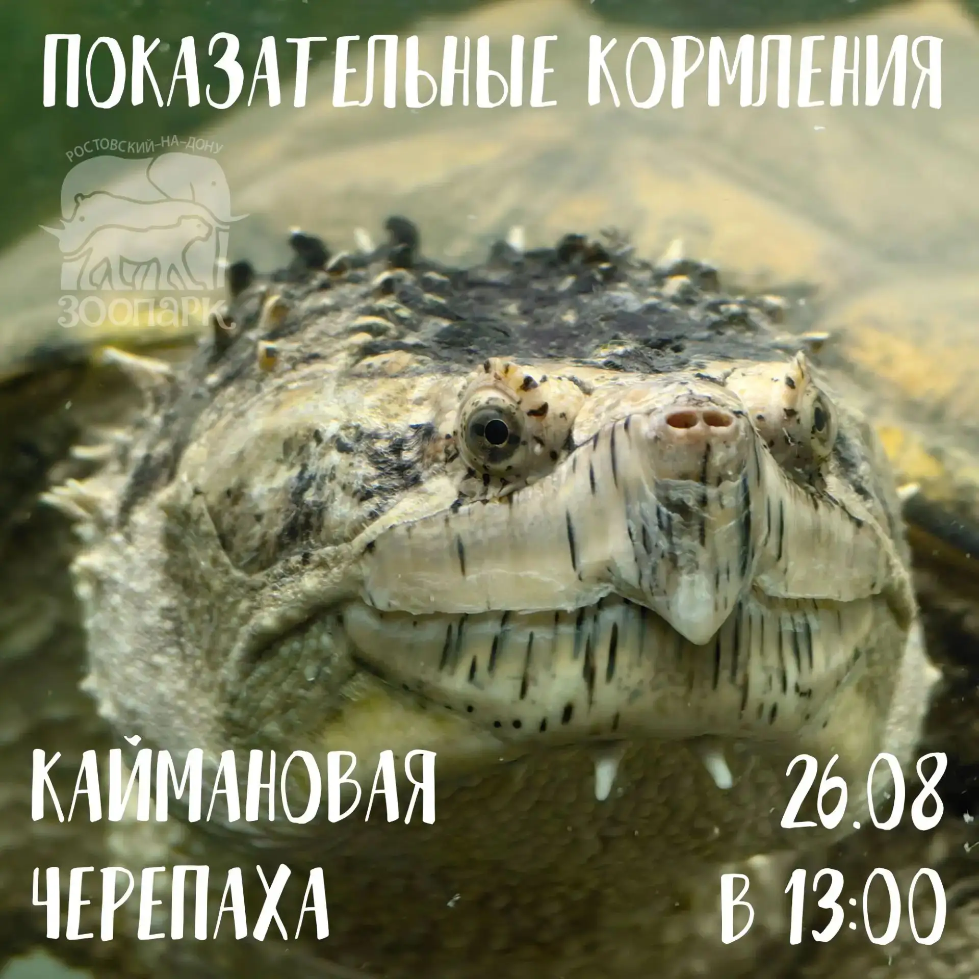 🐢 Каймановая черепаха приглашает вас на показательные кормления.