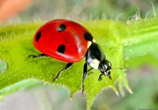 🐞🐞🐞🐞🐞Прекрасное, яркое лето продолжается! На прогулках с детьми можно встретить различных насек