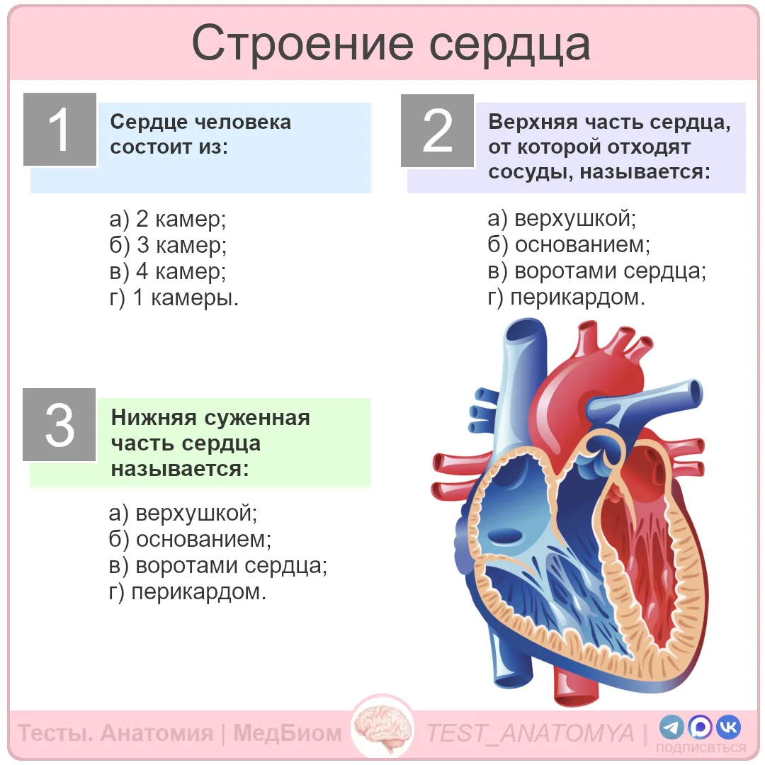 Строение сердца