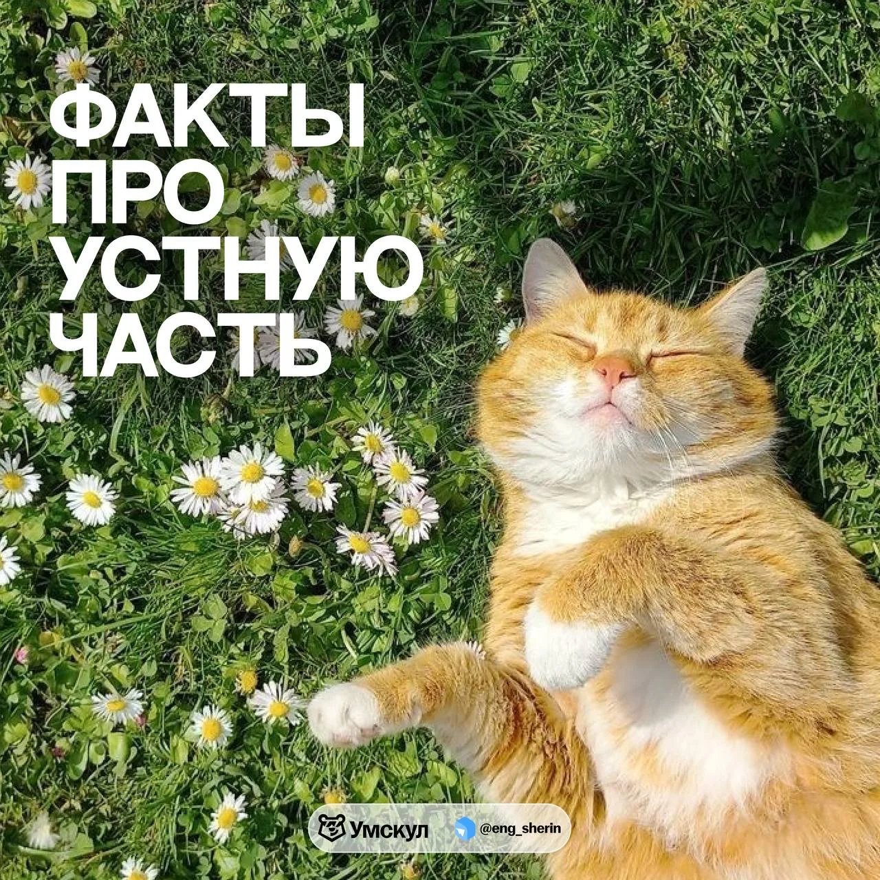 Топ «забавных» фактов про сдачу устной части от меня: