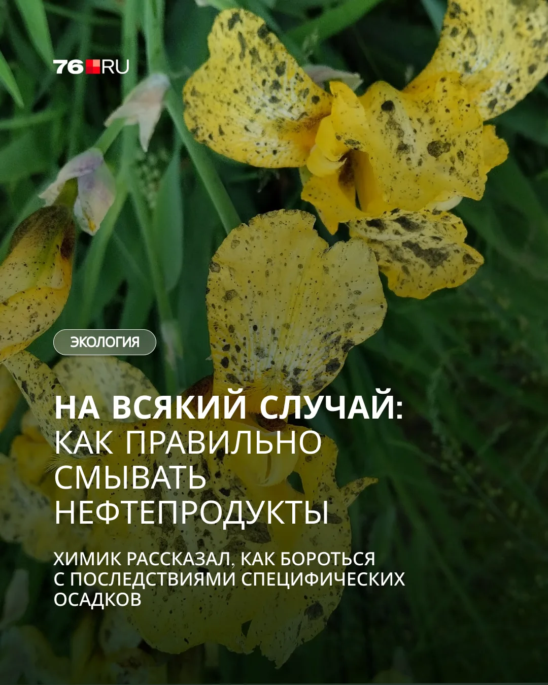 💦 14 июня в округах Ярославской области прошли черные дожди. Жители связали странные о...