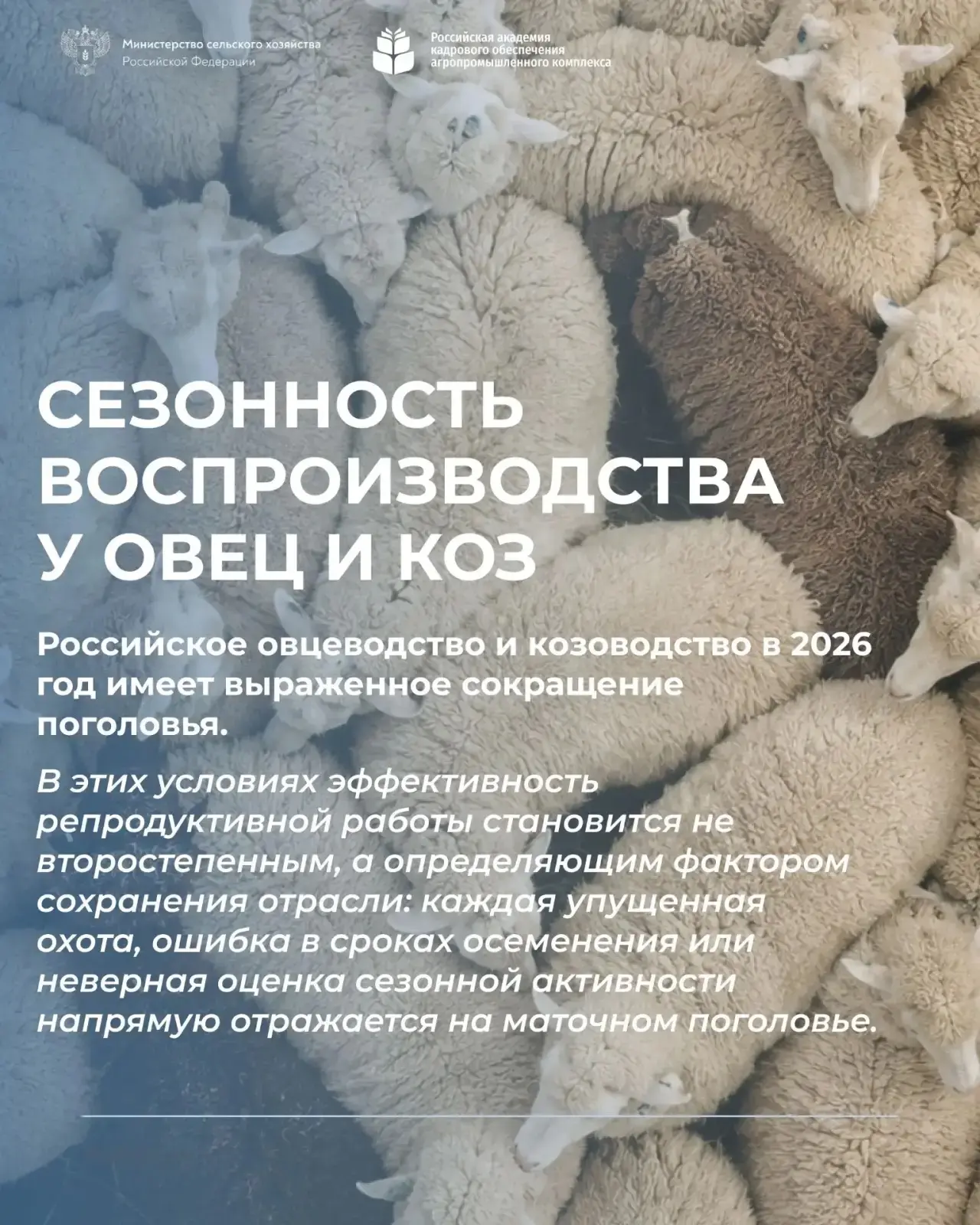 Поголовье овец и коз в России сокращается — почему это делает квалификацию специалистов...