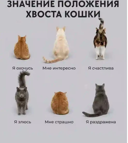 Значение положения хвоста кошки