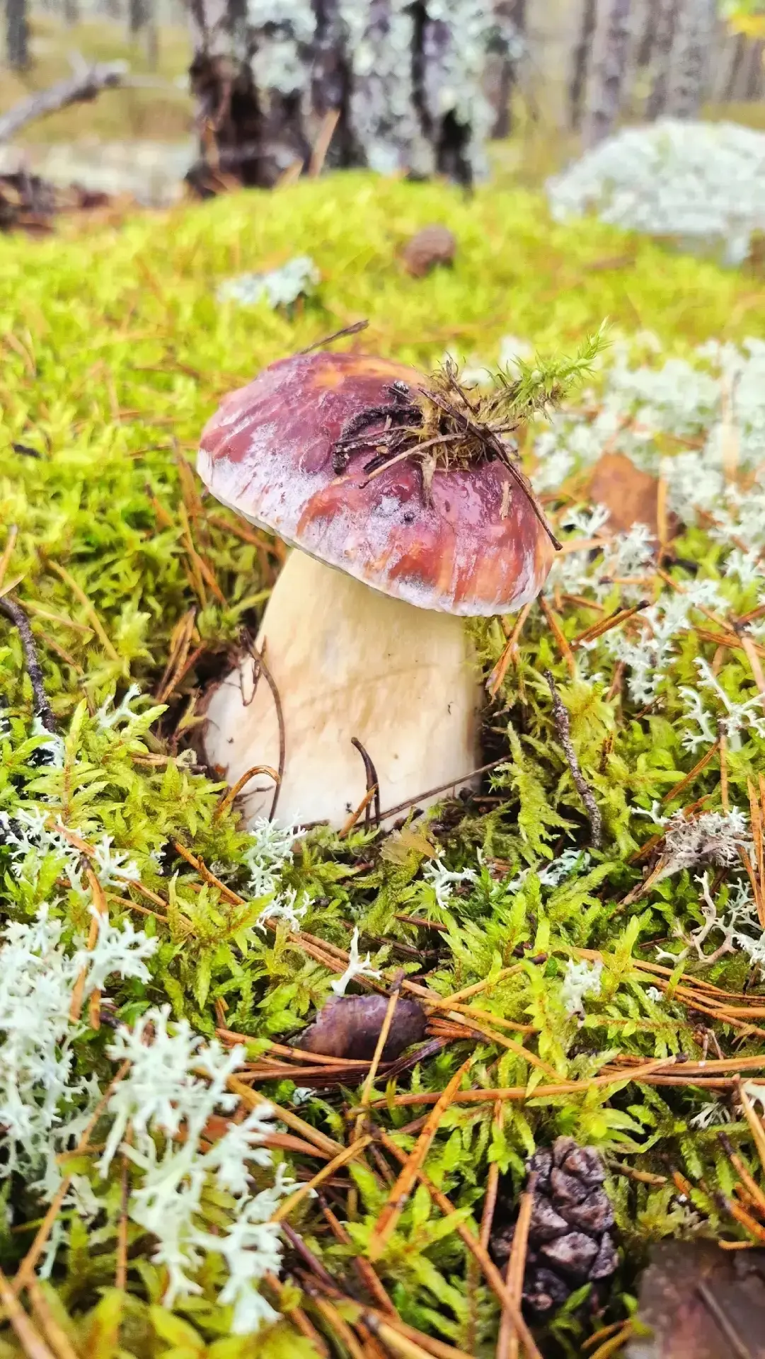 Сезон тихой охоты продолжается 🍄