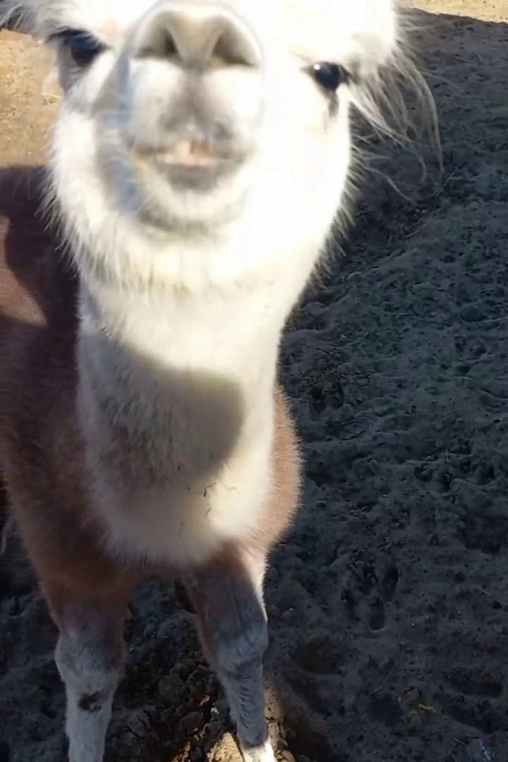 🦙 В «Горном мире» Пермского зоопарка в стаде пополнение
