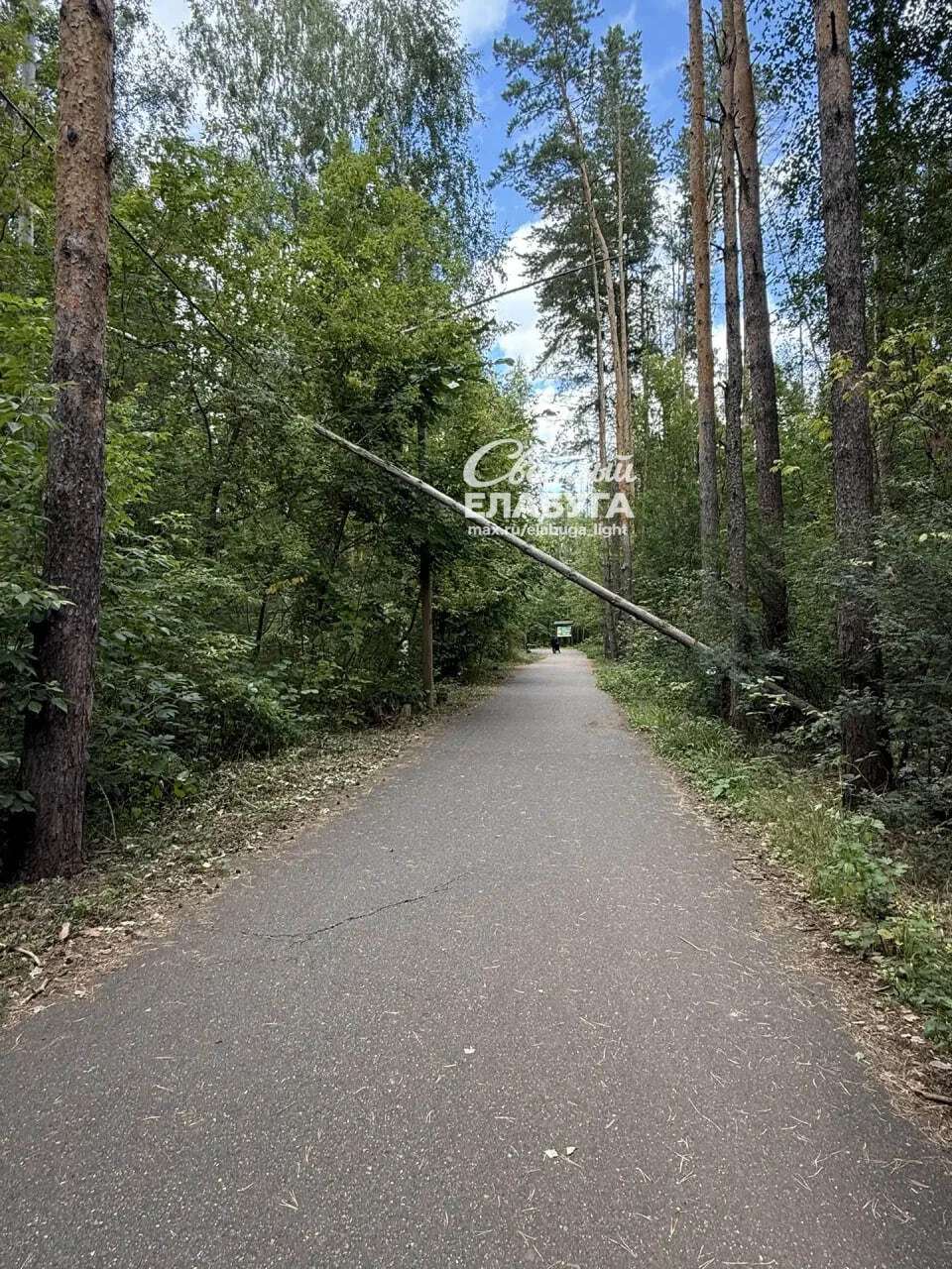 ⚡️ В Танаевском лесу дерево упало прямо на провода