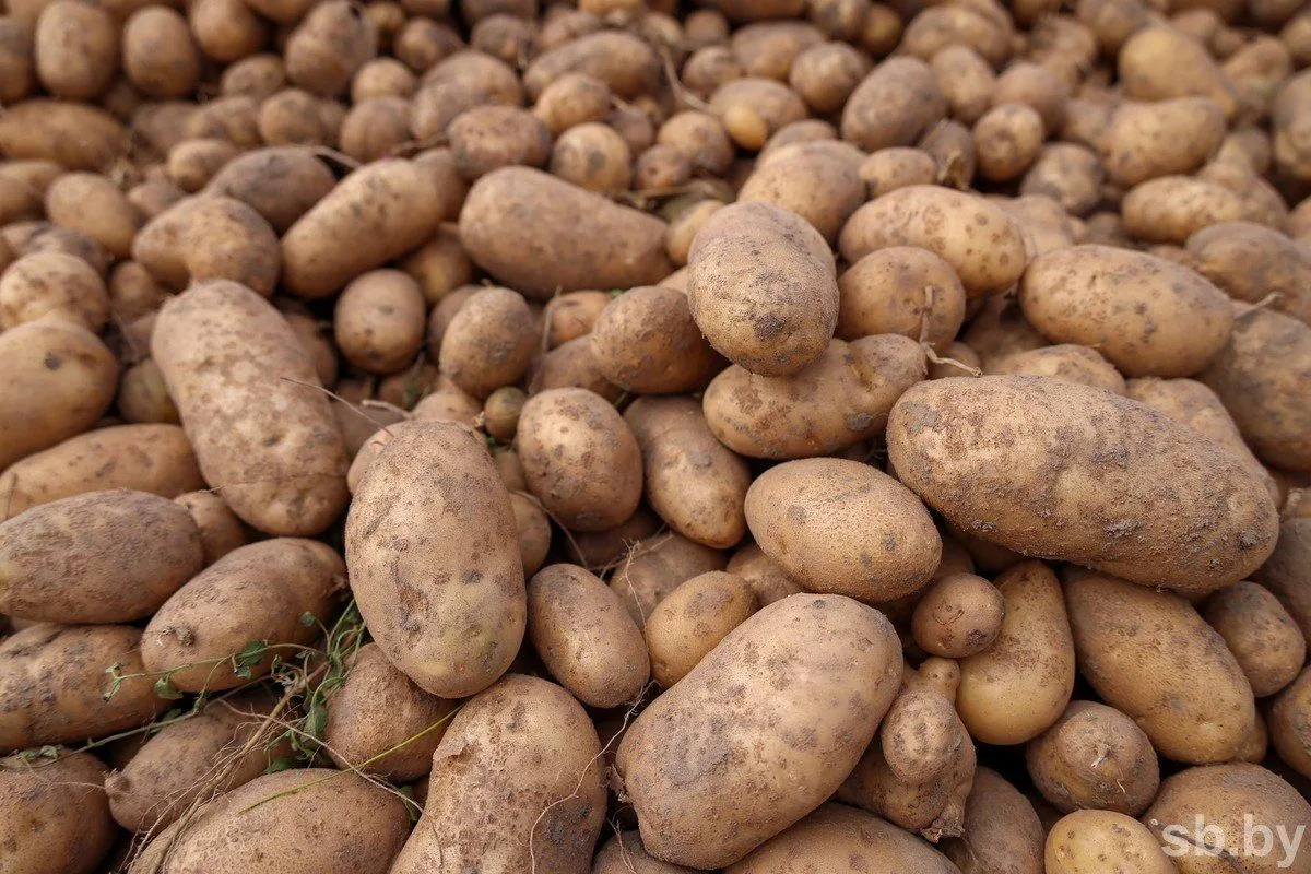 🥔 Аграрии убрали картофель с 10% площадей — накопано 78 тысяч тонн