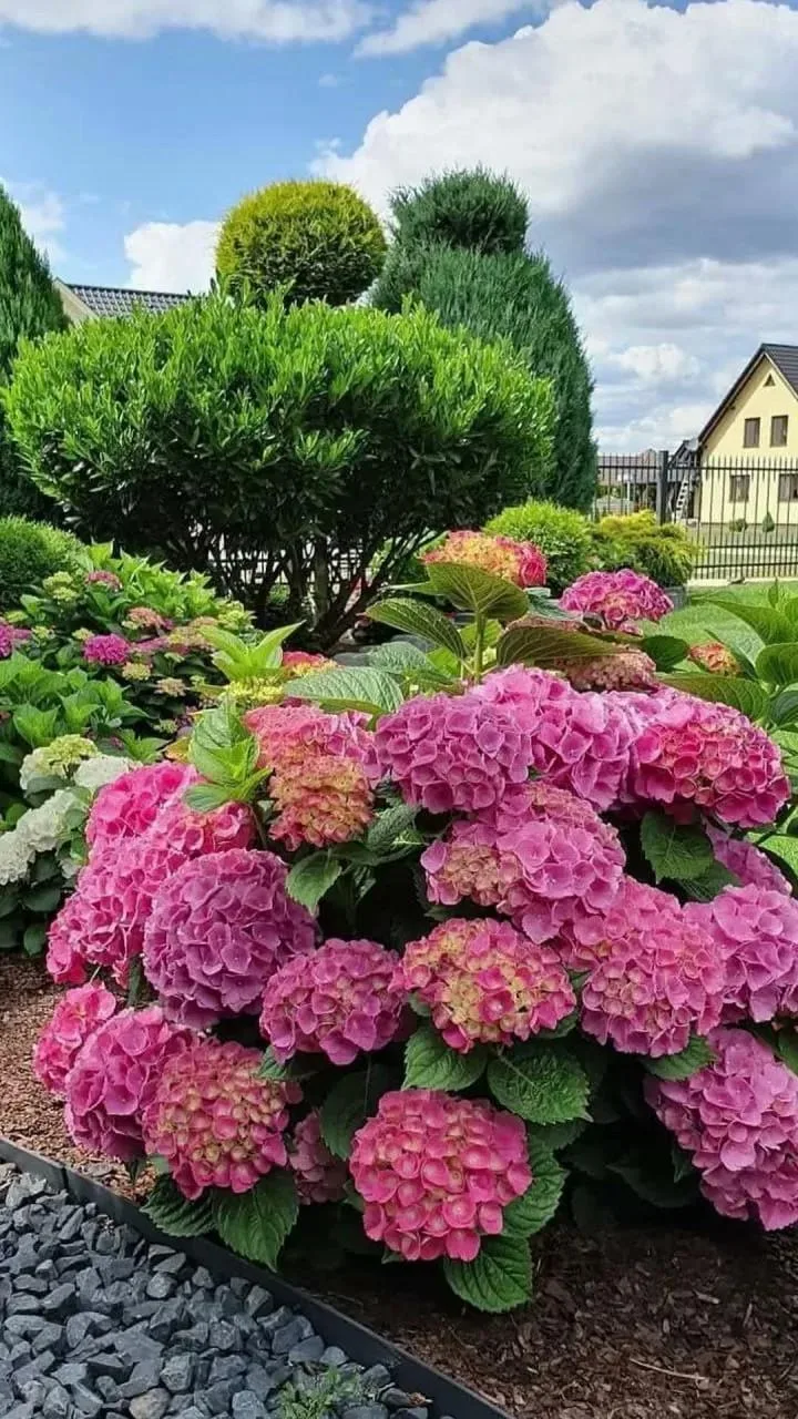 Гортензия цветёт как в сказке — 4 простые подкормки 🌸